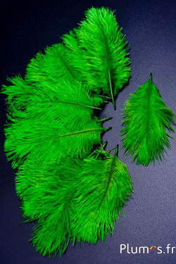 Autruche Bellies - 8-13 cm - lime